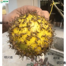 粘虫球种花果蝇球橘子菜瓜农庄橙子挂绳粘蝇板盆景脐橙树日晒粘胶