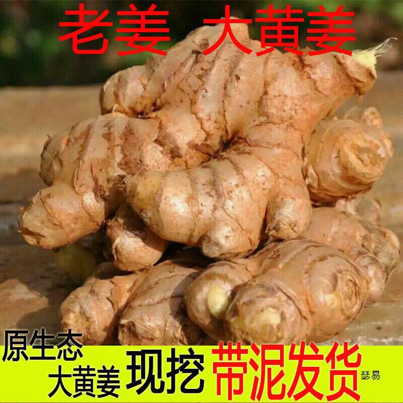 四川老姜老黄姜大黄姜生姜新鲜现挖老姜母月子姜土姜白姜-阿里巴巴