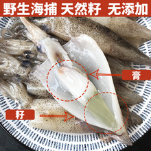籽乌海兔子满籽全籽带籽海鲜水产鲜活小鱿鱼笔管鱿墨鱼仔笔管鱼