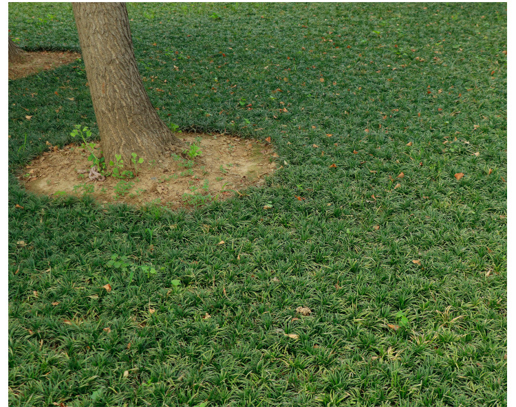 矮麦冬草耐寒黑麦冬绿化草坪植物矮生麦冬草苗玉龙草