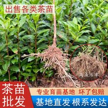 特早绿茶叶苗乌牛早茶龙井43安吉白茶中茶浙农1117黄金叶芽甲奶白