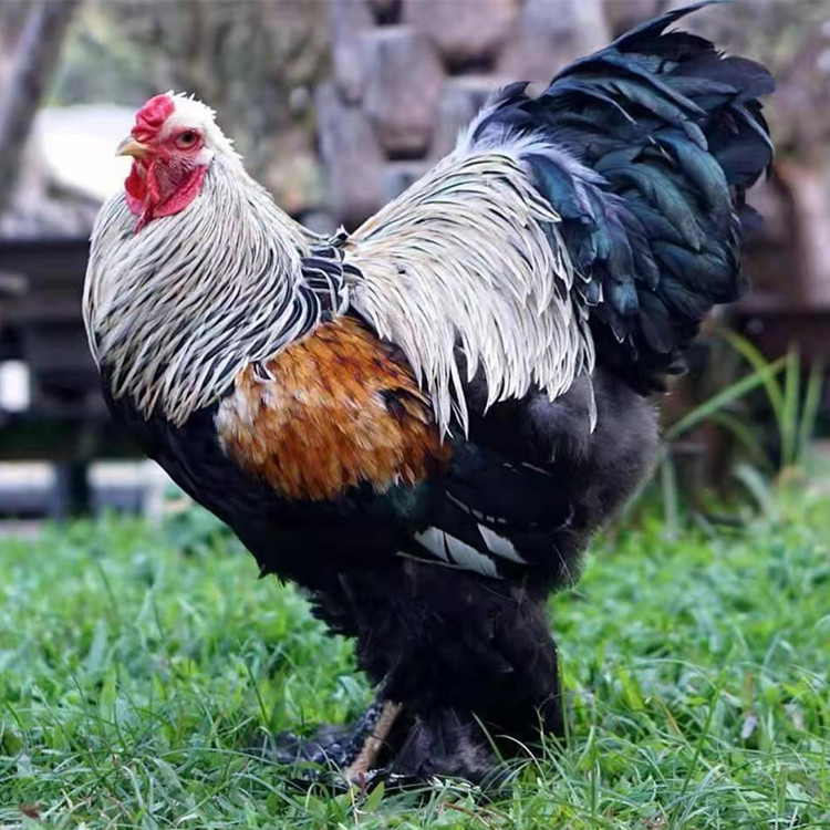 婆罗门鸡能长多重一只 婆罗门青年鸡 婆罗门鸡苗 波兰