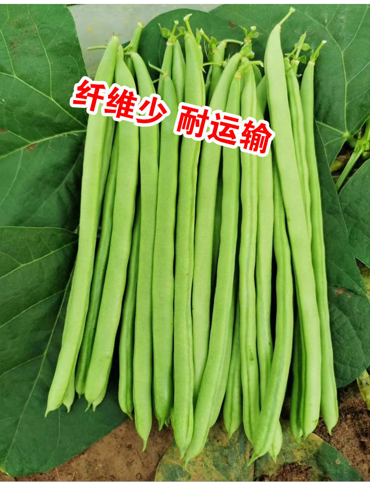 小金豆种子种籽豆角芸豆四季豆扁豆春季秋季蔬菜孑籽蔬菜种子批发