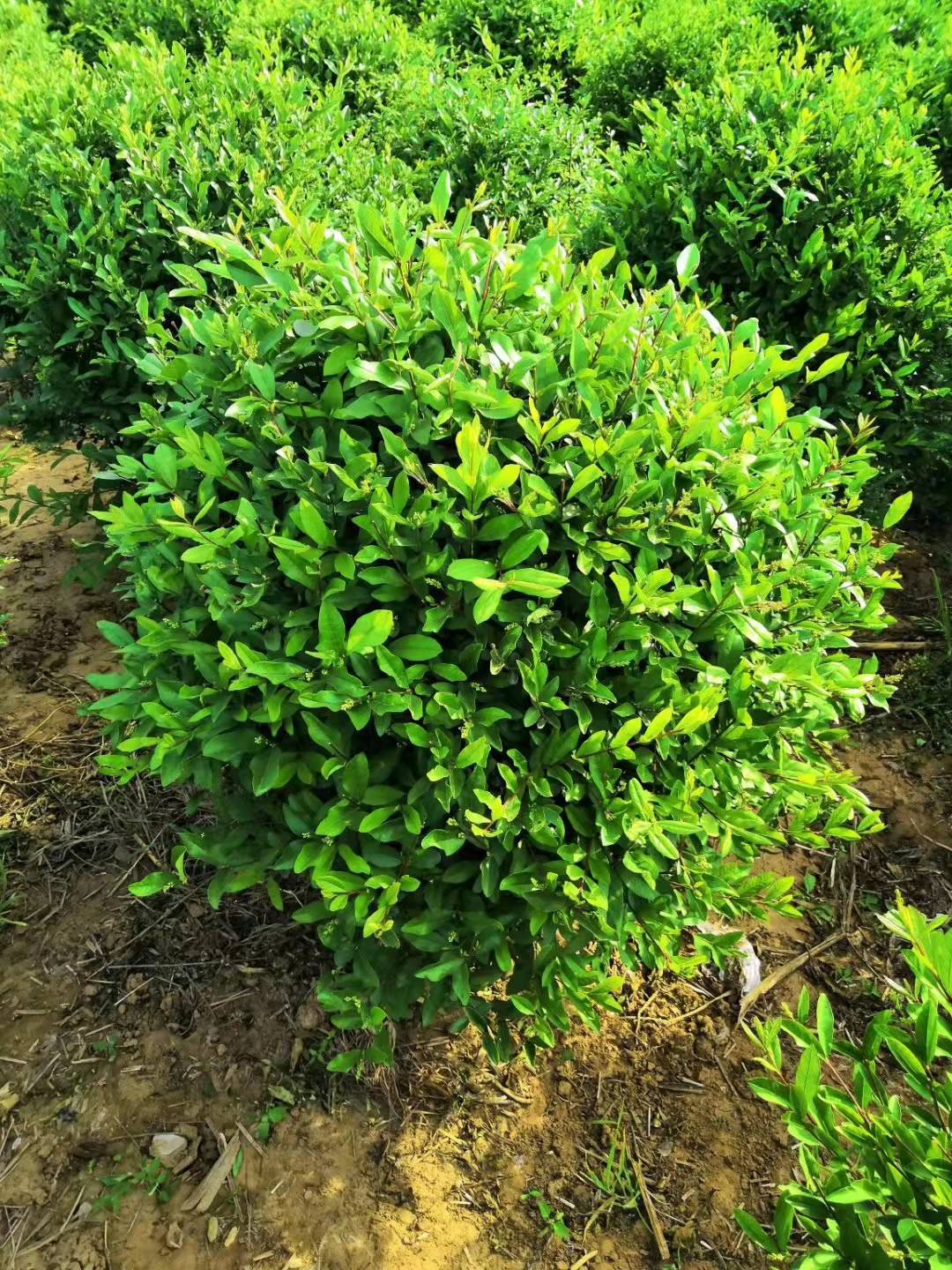 耐寒多分枝水蜡小苗 80-100公分营养杯水蜡根系好【自产自销】