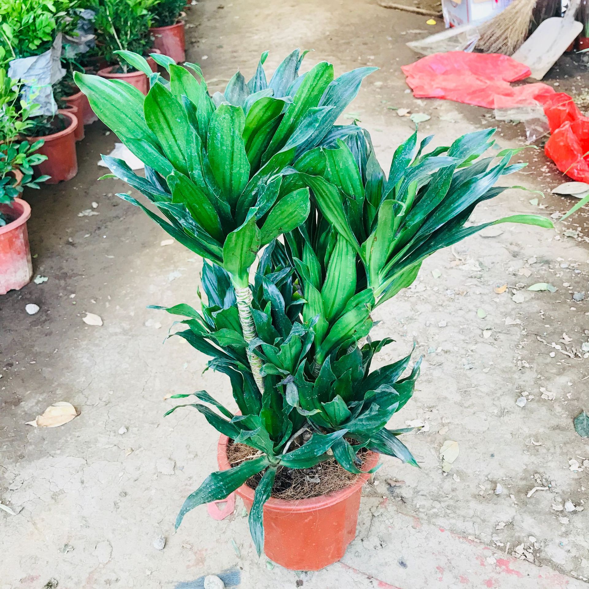 大棚批发销售绿植花卉盆栽 室内客厅办公太阳神绿植四季常青盆栽