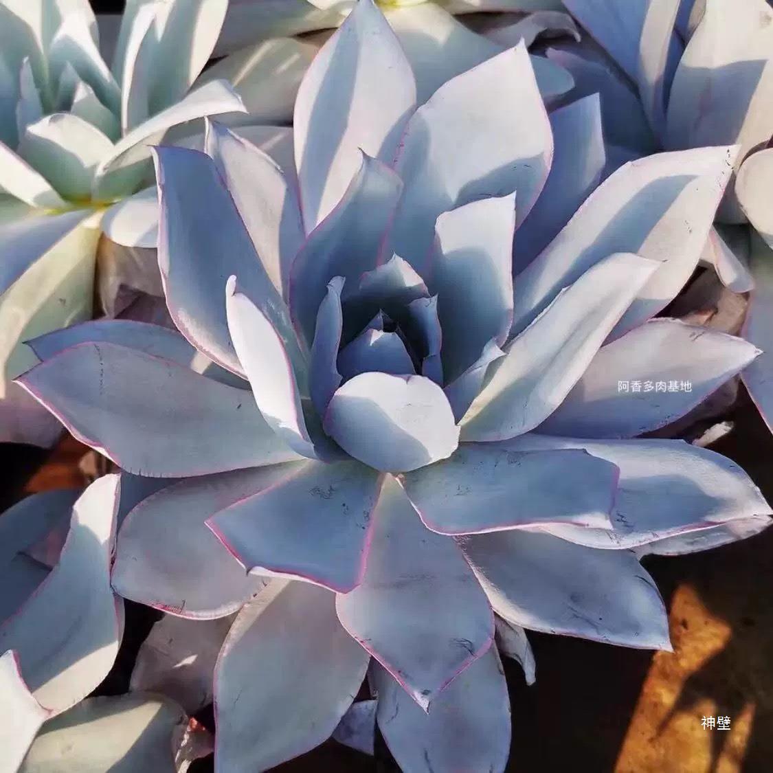 广寒宫超大30厘米巨肉多肉植物晚霞蓝光晚霞之舞满68包邮-阿里巴巴