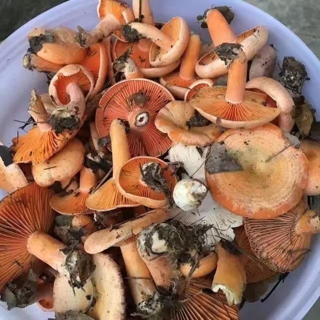 野生黄枞菌新鲜松树菌湘西可选雁来蕈三九菇寒菌谷熟菌菇铜绿蘑菇