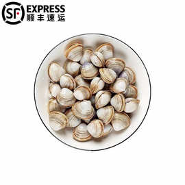 5斤顺丰 白蛤蜊鲜活批发白贝生鲜海鲜水产贝类野蛤蜊肉蚬子海蛤蜊