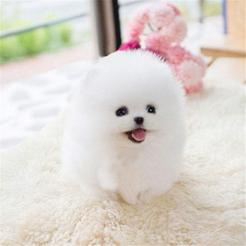 出售博美犬活体幼犬博美茶杯犬宠物犬纯种小体狗双血统包疫苗齐全