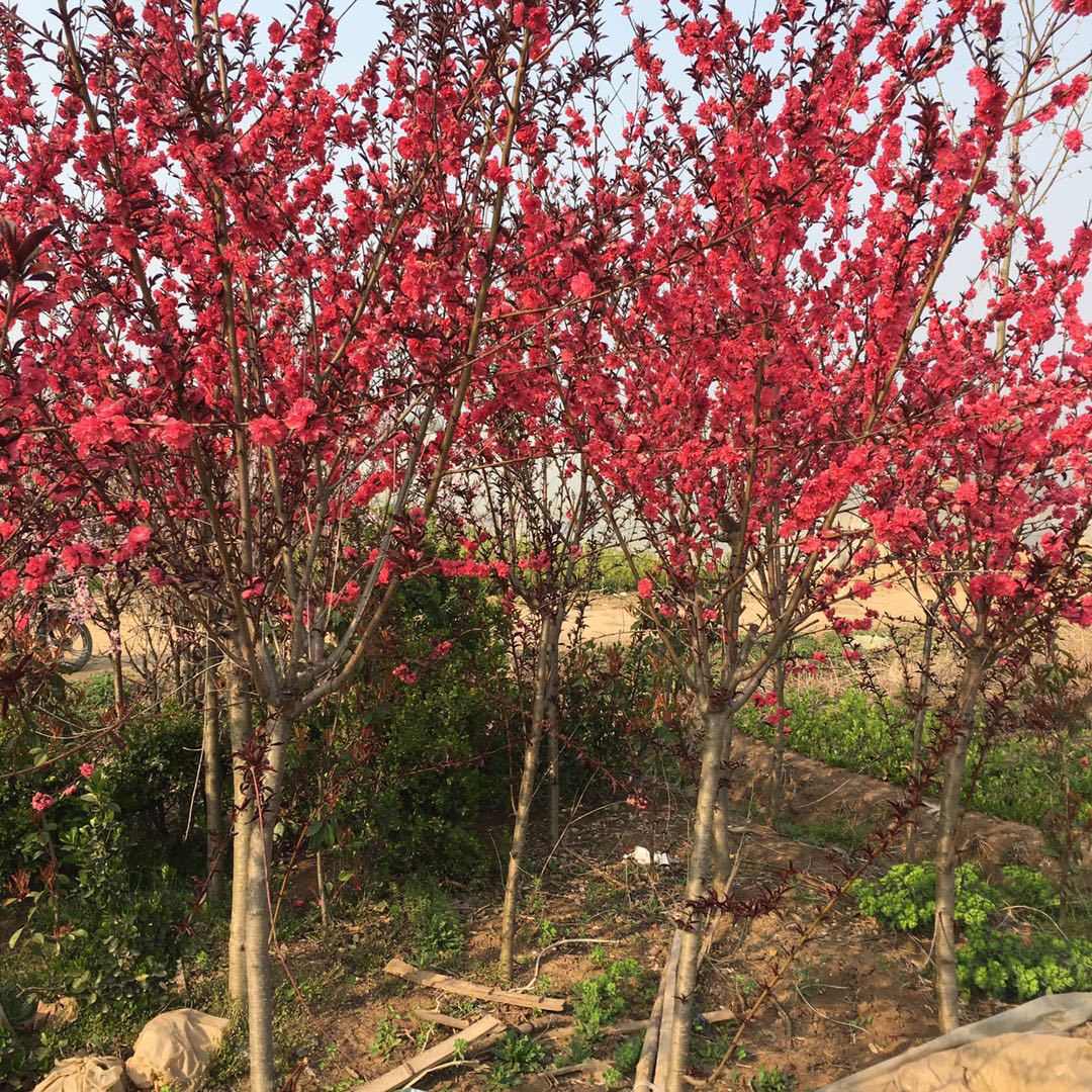 地栽桃花苗紫叶碧桃树苗重瓣嫁接紫叶桃红叶桃苗庭院绿化观赏植物