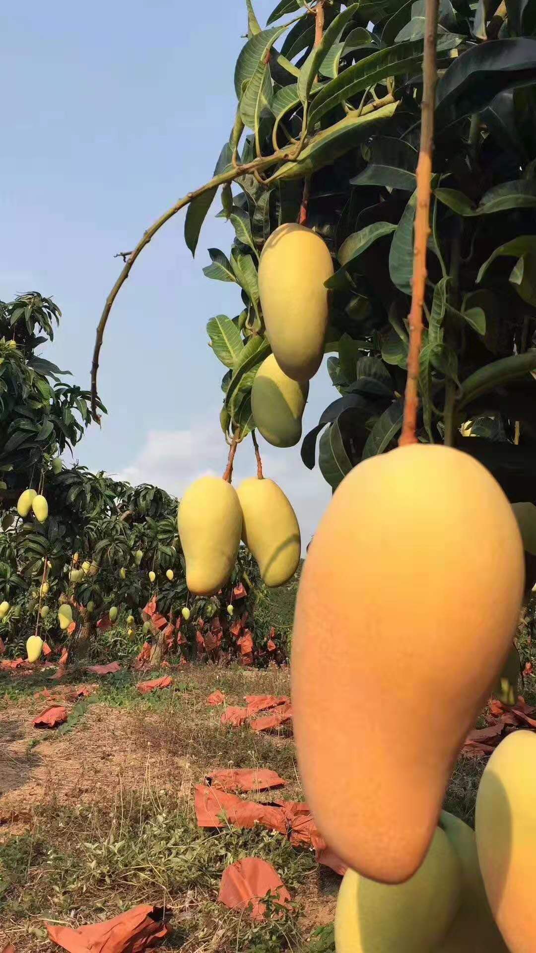 海南三亚特产金煌芒果精品带箱十斤礼盒装-个新鲜水果顺丰包邮