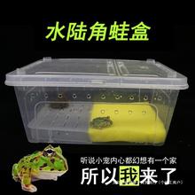 角蛙活物饲养盒两栖饲养箱带爬台活体宠物盒绿角蛙黄金角蛙人渣盒