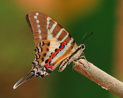 红绶绿凤蝶未展翅原蝶硫酸纸三角包包装手工diy独立材料1