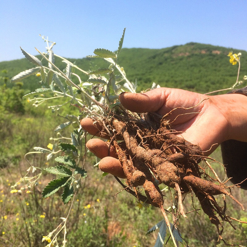 包邮2020年翻白草番百草整颗带根新鲜材搭配地骨皮茶500g包邮