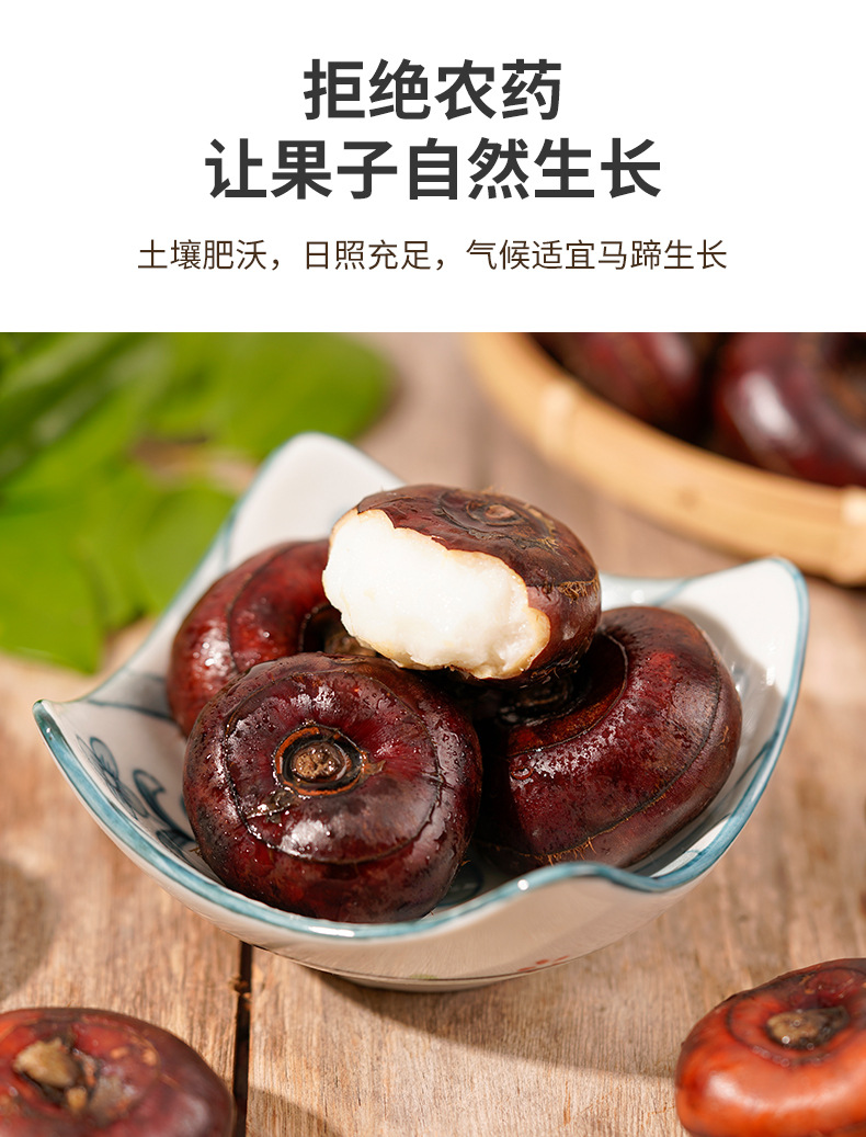正宗农家现挖马蹄广西桂林特产荔浦马蹄新鲜荸荠一件代发产地直供