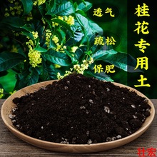 桂花盆栽土桂花营养土性土壤四季种植肥料绿植天然鲜花