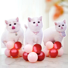 婚礼立牌萌宠kt板全身照片创意气球场景装饰猫狗宠物背景布置