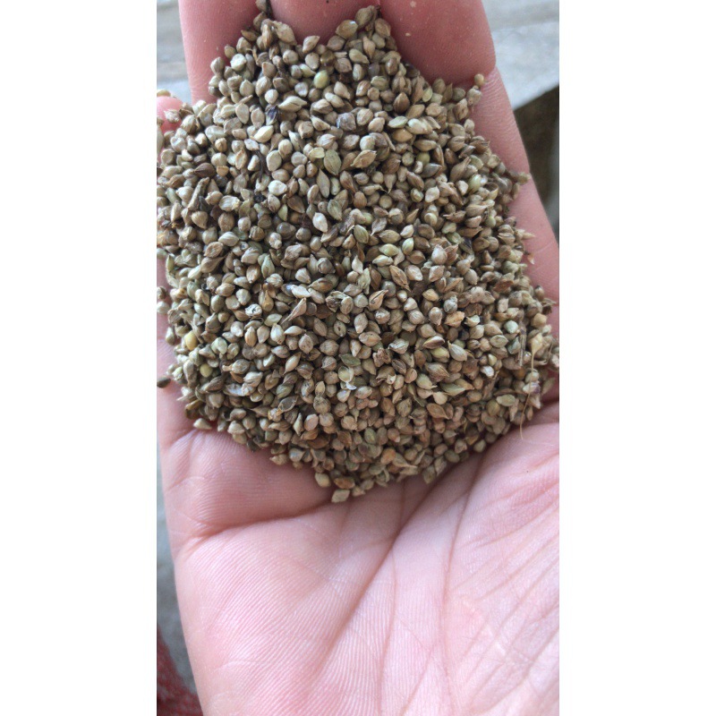 小米草种子 水草鱼虾蟹牧草籽雀叶稗湖南稷子 高产耐水淹耐旱包邮