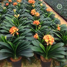 五年生开花君子兰,花脸圆头和尚,12-16片叶,每颗花至少1_阿里巴巴找货