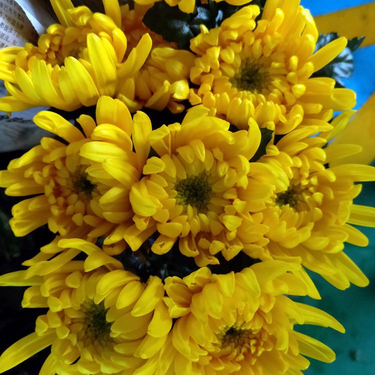 黄菊白菊云南昆明基地新鲜大菊花鲜花批发清明节祭拜忌日上坟祭祖