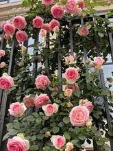 粉色龙沙宝石蔷薇爬藤本月季花大苗盆栽四季浓香植物庭院玫瑰花卉