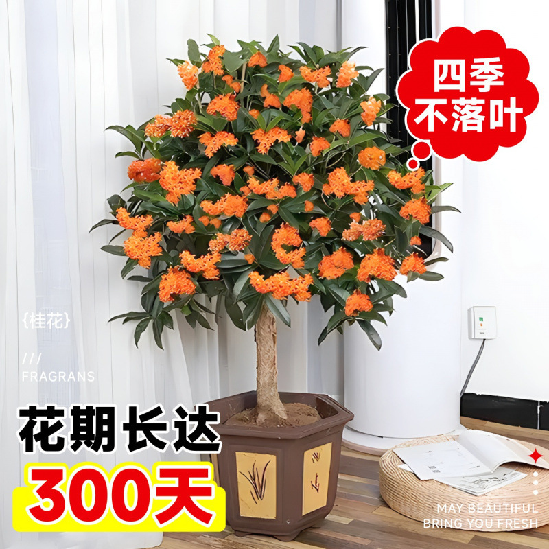 四季桂盆栽室内花卉植物金桂丹桂庭院大树浓香型绿植开花