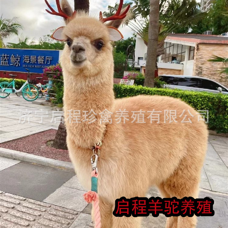 羊驼活体 成年羊驼活体 羊驼幼苗活体 出售活体羊驼 羊驼宠物活体