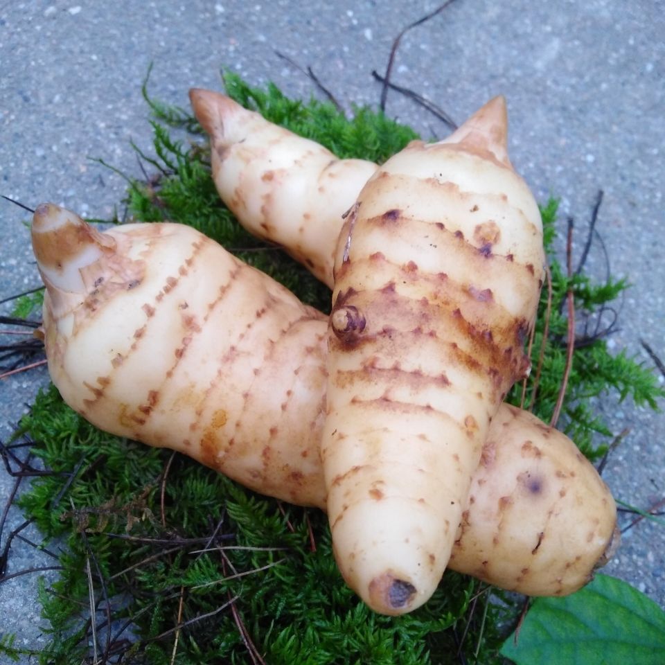 鲜天麻干天麻现挖野生鲜天麻中药材批发原料理,500克包邮-阿里巴巴