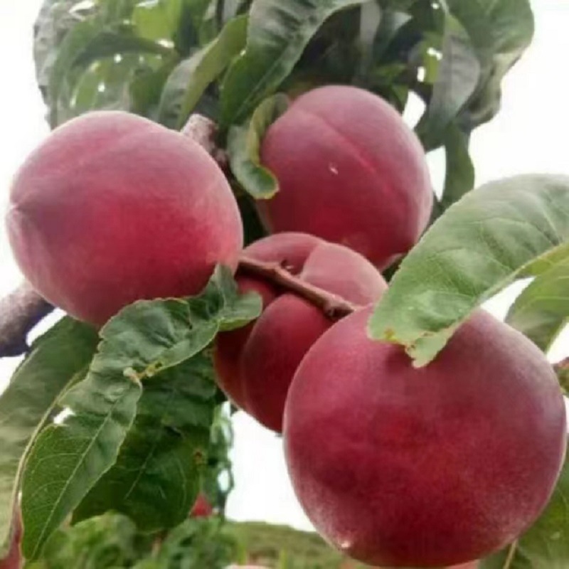 云南昆明黑美人水蜜桃新鲜水果孕妇水果