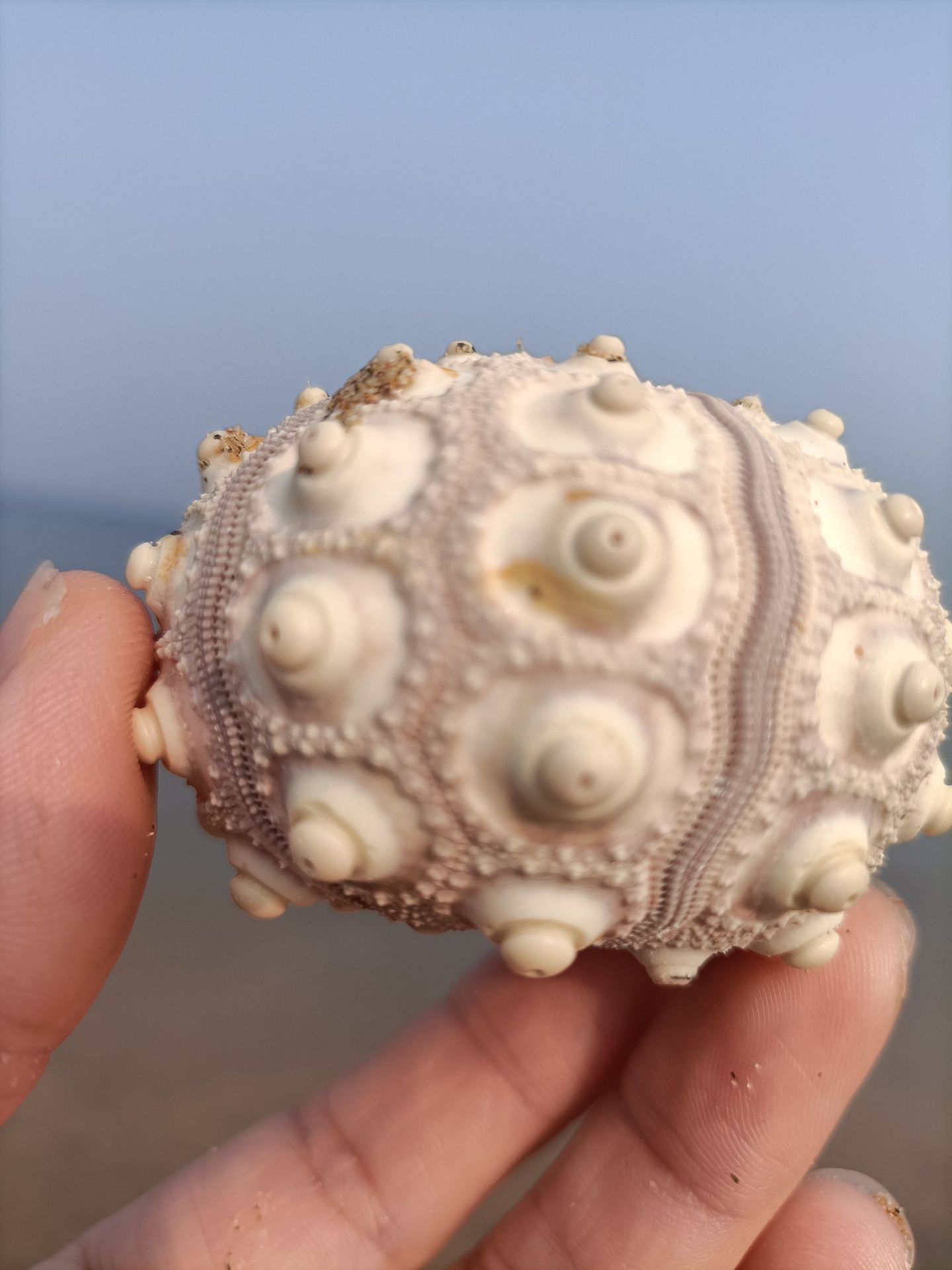 天然贝壳海螺鱼缸天然饰品白色凤梨海胆壳标本精品手工厂家直供