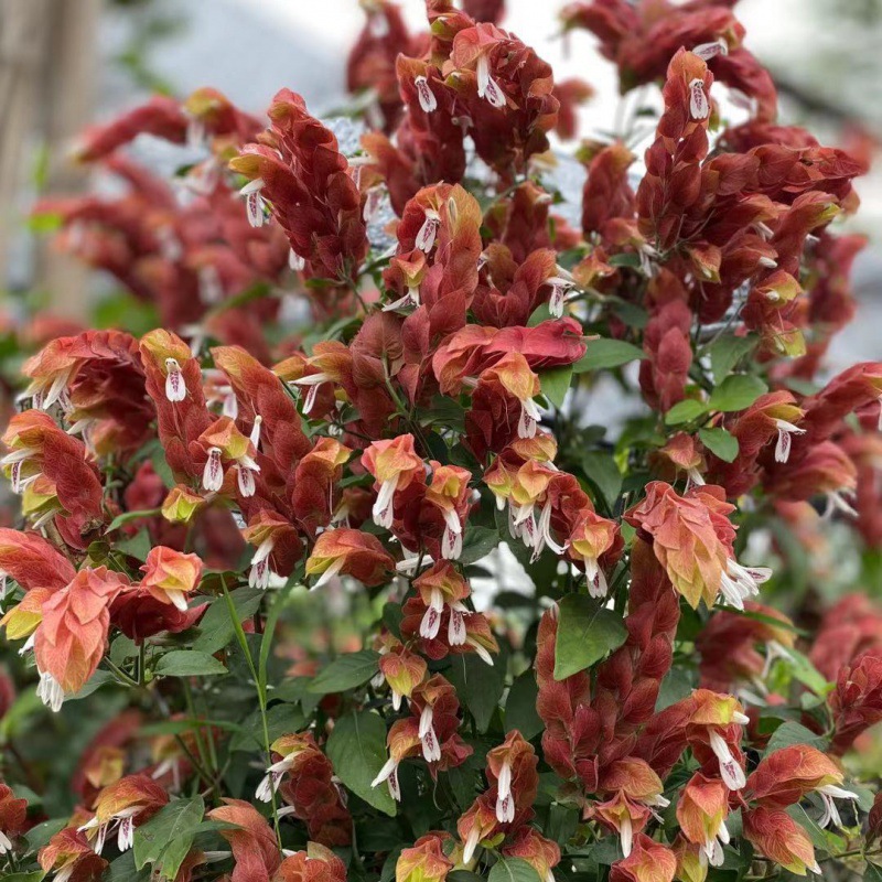 奇特植物虾衣花 四季开花阳台盆栽红虾花 虾夷花 虾衣花形如龙虾