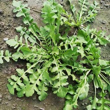 野生大叶荠菜种籽荠菜种子阳台地菜四季盆栽蔬菜孑苗大全野菜种子