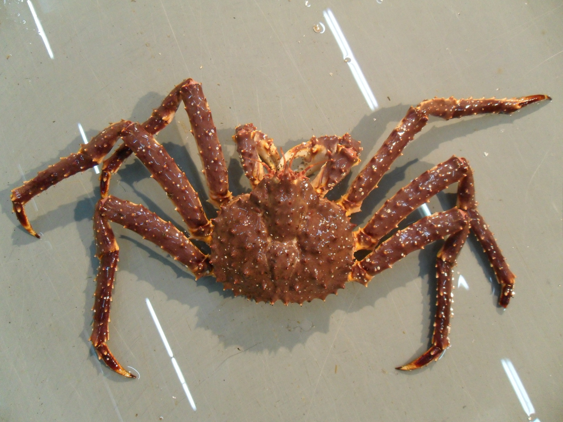 冰鲜帝王蟹海鲜水产新鲜长脚蟹海蟹特大螃蟹酒店自助餐供应皇帝蟹