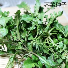 散装野生荠菜种芥菜种子子四季播种阳台盆栽蔬菜野菜花叶荠菜种子