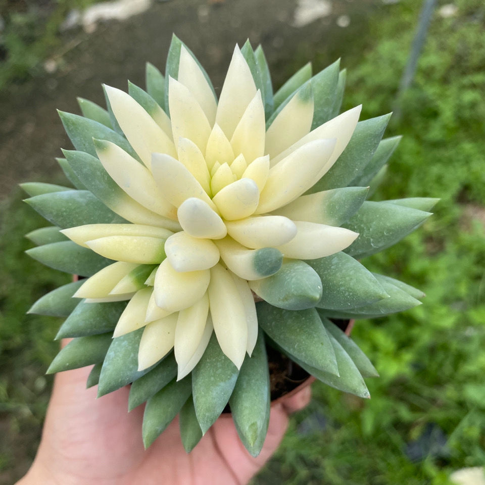 玉珠帘药锦 千佛手 多肉植物小老桩室内办公室 绿植花卉植物盆栽