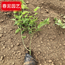 棣棠袋苗北方苗木基地 供应多种工程绿化苗 色块苗棣棠货源充足