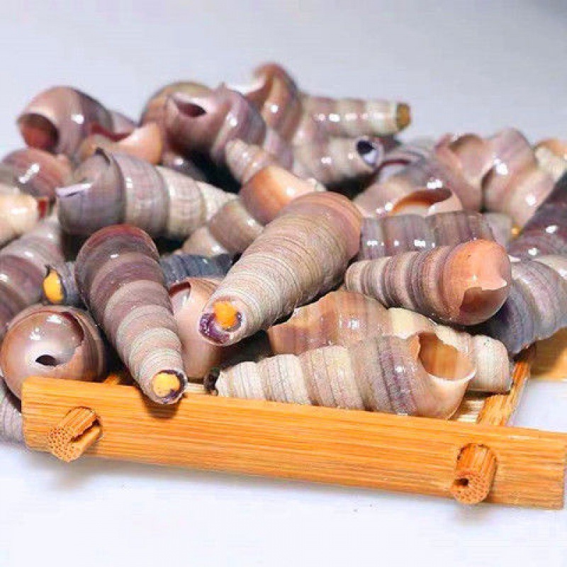 滴螺松螺大夫相似钉螺鲜活新鲜海螺丝野生贝类海鲜海锥冷冻长尾螺烧烤