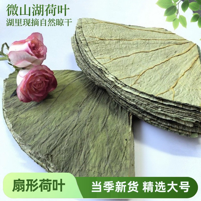 批发荷叶,荷叶茶,荷叶丝  微山湖扇形荷叶  荷叶片 常年大货