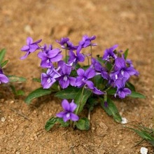 紫花地丁种籽花种籽子紫花地丁草种苗紫花地丁草种子犁头草鸡口舌