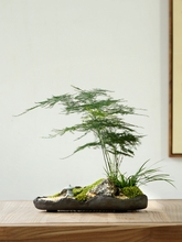 中药材黄连苗黄连根鸡爪黄连阳台绿植盆栽庭院种植包邮包成活