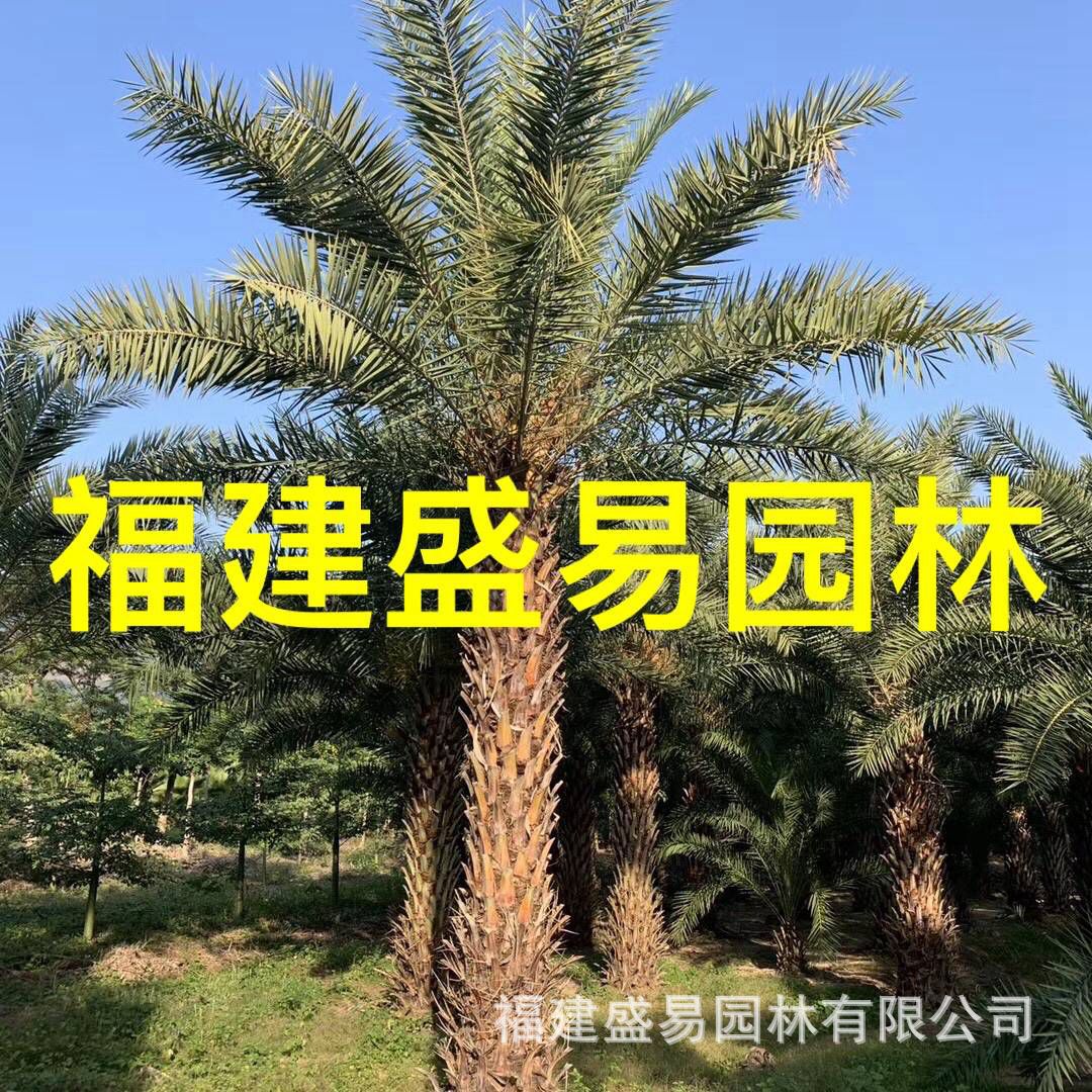 福建银海枣基地 银海枣树价格 中东海枣批发 中东海