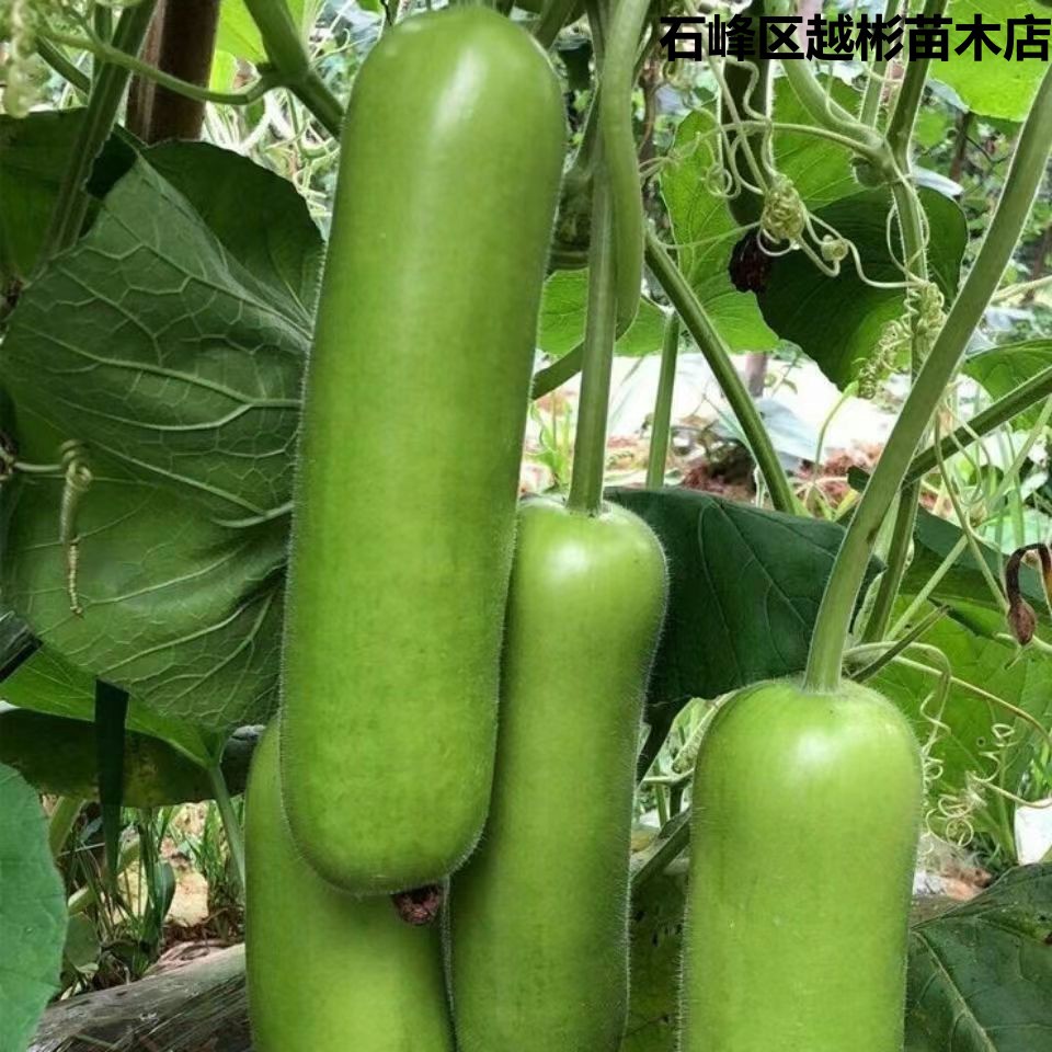 清香短瓠瓜种子短蒲瓜种籽甜瓠子瓜菜葫芦短棒农家阳台四季蔬菜种
