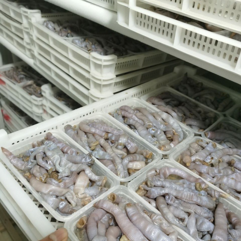 东山岛沙虫新鲜活冻沙虫鲜活沙蚕去肚去沙海肠子