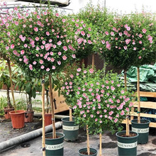 木槿花树苗重瓣红色白色紫玉庭院园林风景大树绿化苗木可食用花卉