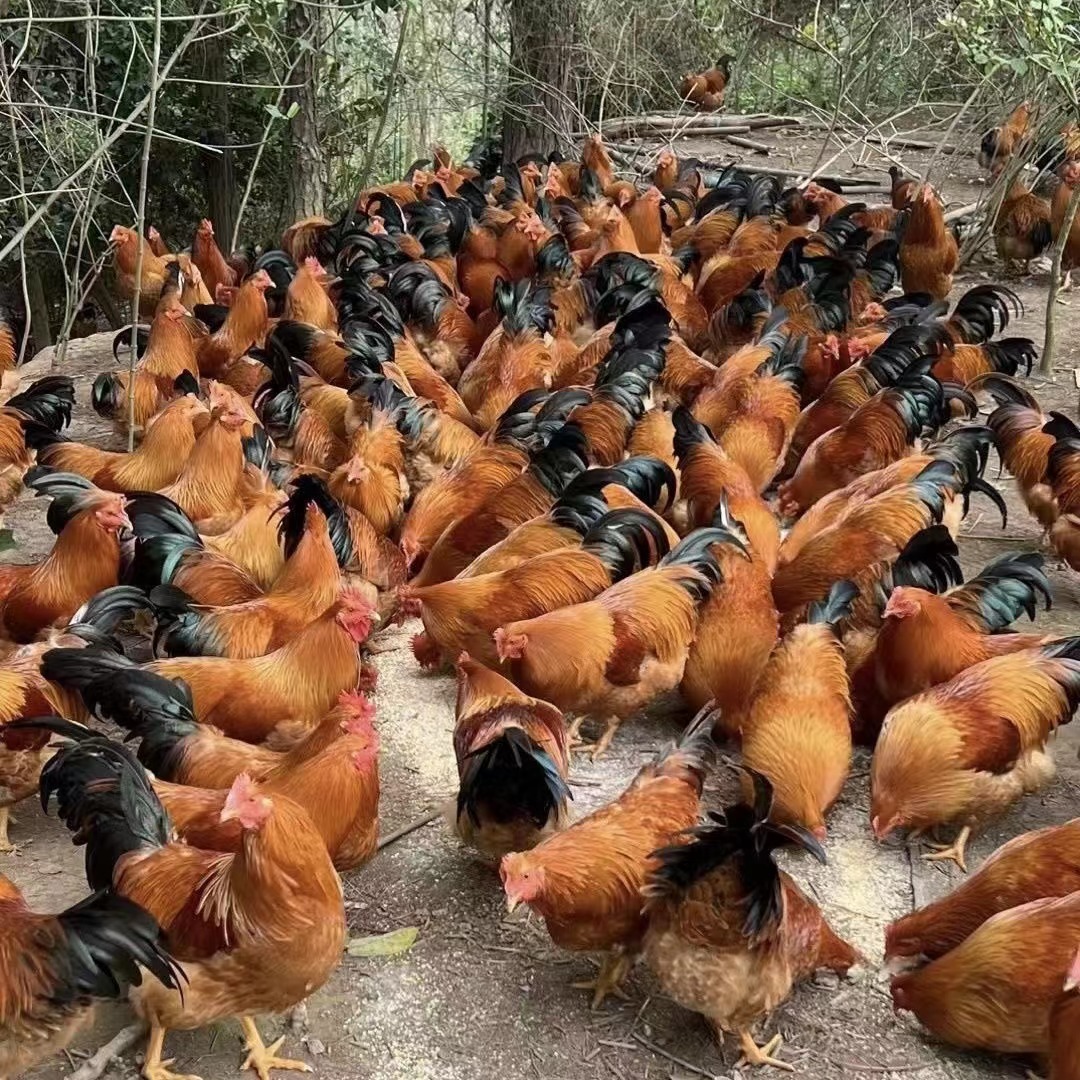 正宗纯种散养红玉公鸡苗 半斤脱温苗 一斤红玉公鸡苗红玉鸡苗价格