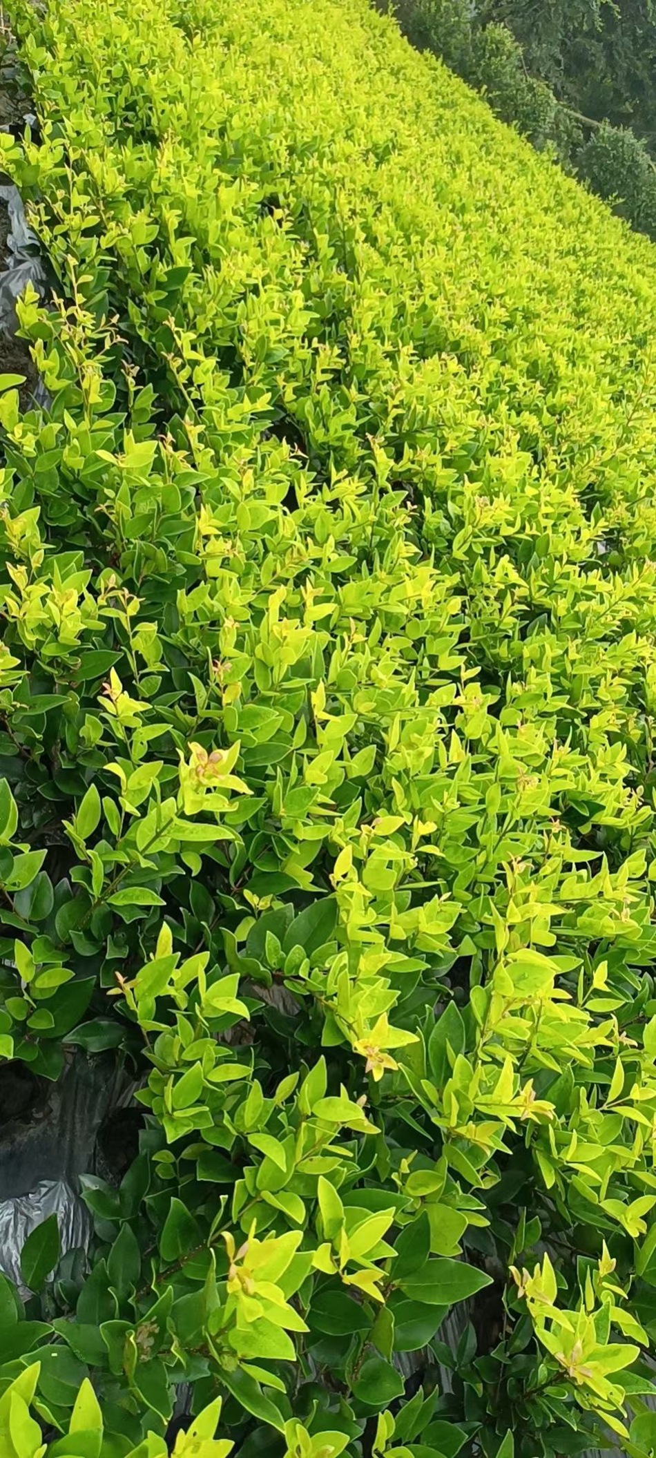 金森女贞 日本金黄女贞 四川成都工程绿化地被灌木苗木彩叶植物