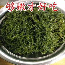 新鲜盐渍马尾藻竹碱性海藻海谷穗龙须菜长寿菜酒店食材