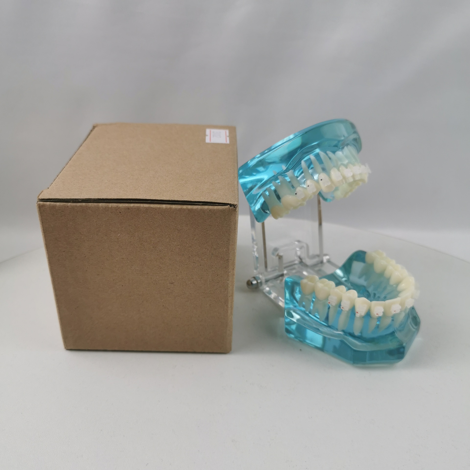 m3003半金属半陶瓷托槽演示牙齿模型