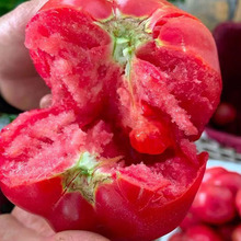 海阳普罗旺斯西红柿现摘现发沙瓤水果番茄新鲜蔬菜生吃西红柿代发