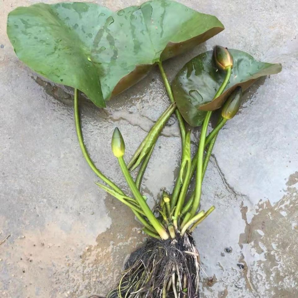 睡莲苗 水生植物 花卉盆栽 池塘 水缸 鱼塘四季4月份带花发货批发